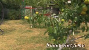 Груша Бергамот в Подмосковье