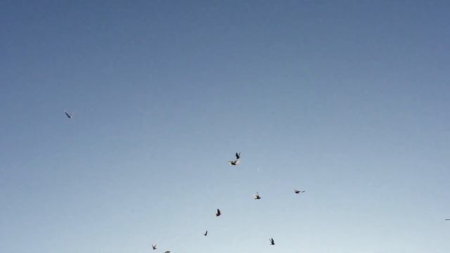 #Pigeons.Армянские бойные голуби часть 1.