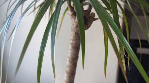 Драцена в зимний период. Особенности ухода