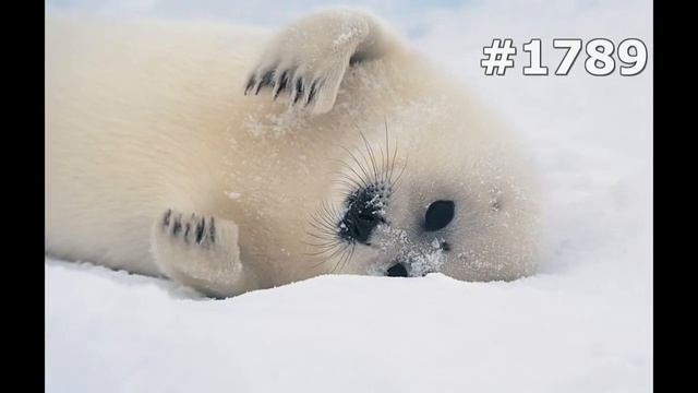 #1789. Тюлени, морские львы и морские котики (В мире животных) смотреть онлайн