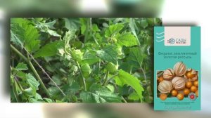 Земляничный физалис "Золотая россыпь"