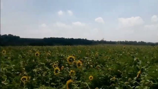 Подсолнечник ЛГ 54.85. НЕ УСТОЙЧИВ к заразихи смотреть онлайн