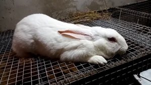 Лечим ушки кролика!