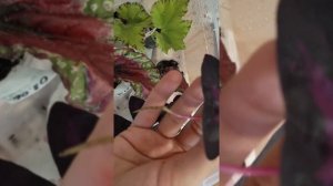 Оказывается, что Оксалис можно размножить листом!