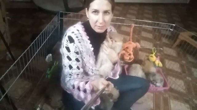 Родничок у щенка, страшно ли это ? смотреть онлайн