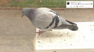 ДВУХЭТАЖНАЯ КЛЕТКА ДЛЯ КРЫС СВОИМИ РУКАМИ ИЗ КОНТЕЙНЕРОВ / клетка для хомки /  Alisa Easy Pets