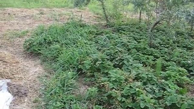 Земклуника для ленивых ЯГОДЫ В НАШЕМ САДУ смотреть онлайн