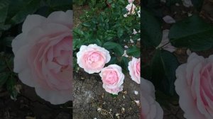 Чайно гибридная роза 🌹 Абе де Вальсент