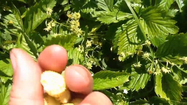 Собираю землянику "Жёлтое чудо". Сняла первый огурец !!! смотреть онлайн