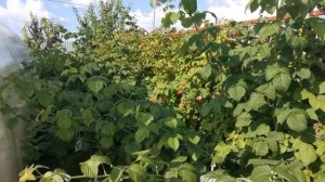 Малина Шоша!