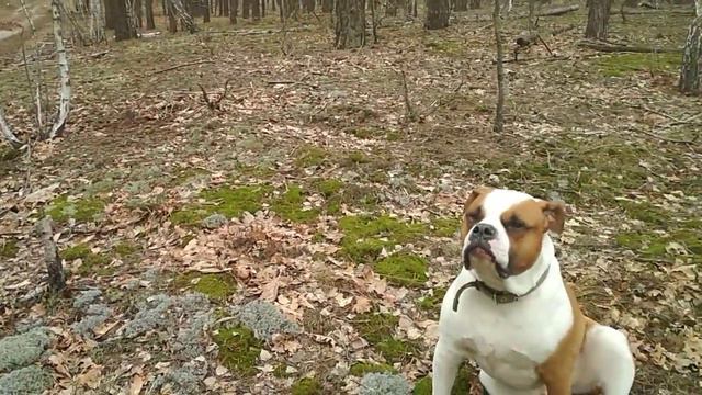 Весна в лесу Эдуард Асадов смотреть онлайн