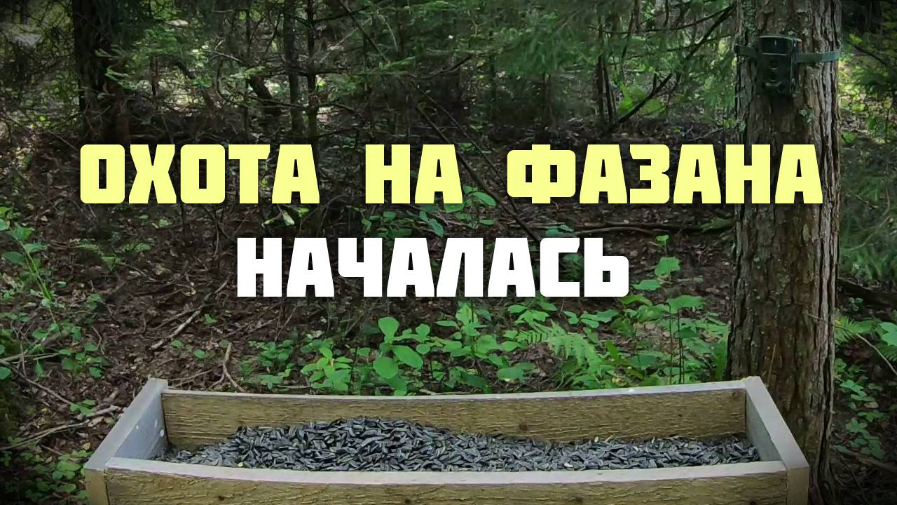 Охота на фазана началась