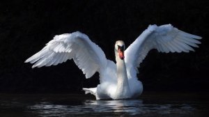 Путь Лебедя - Радей Сиян  (Гриф 1)