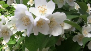 Во дворе жасмин расцвёл. Дачные картинки 2020.