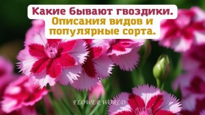 Какие бывают гвоздики, описания видов, популярные сорта.?