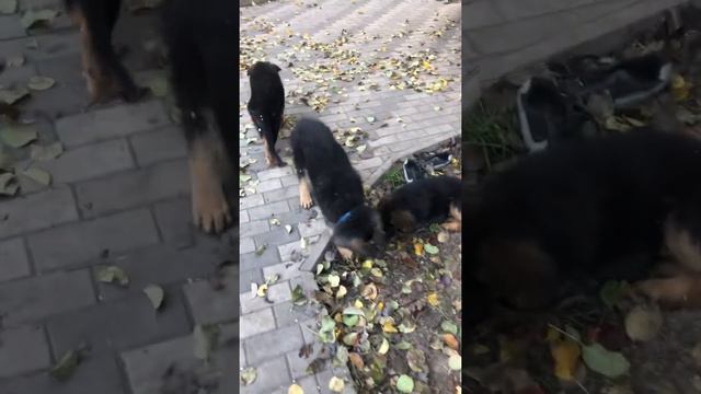 Поведение щенков должно быть разным в стае👆 смотреть онлайн