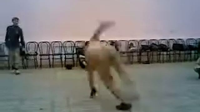 Красавчик! !! смотреть онлайн