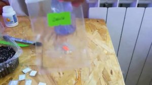 Посев семян глоксинии