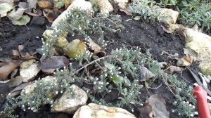 ПОЧВОПОКРОВНАЯ АСТРА. ОБРЕЗАТЬ ИЛИ НЕТ ПЕРЕД ЗИМОВКОЙ.