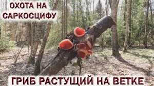 ?ОХОТА НА САРКОСЦИФУ?ГРИБ РАСТУЩИЙ НА ВЕТКЕ.?ВЕСЕННИЕ ГРИБЫ В ПОДМОСКОВЬЕ. Апрель 2022