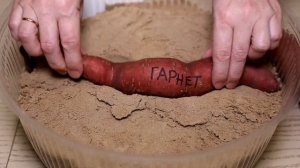 Батат. Как вырастить батат. Как прорастить клубни батата.