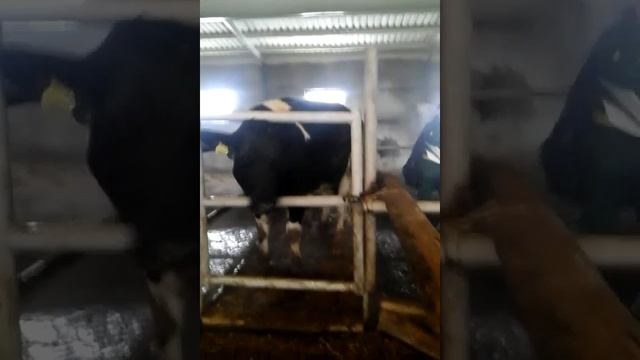 Оцениваем коров черно-пестрой породы +7 965 617 60 05. Звоните! +7 965 617 60 05 Звоните!