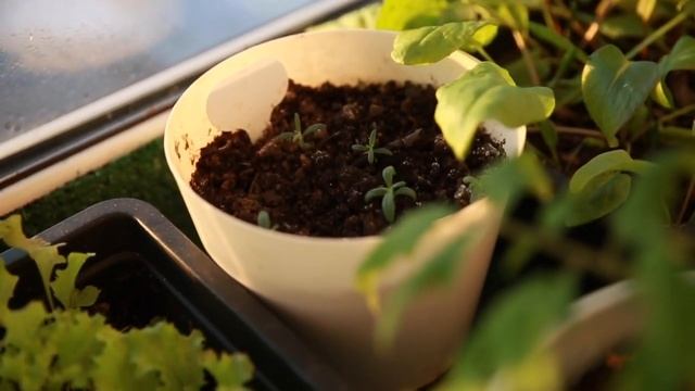 Обзор моего зимнего огорода НА БАЛКОНЕ февраль 2022 смотреть онлайн