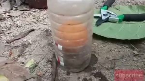 Growing orange tree from orange with water,,  propagate orange tree step by step