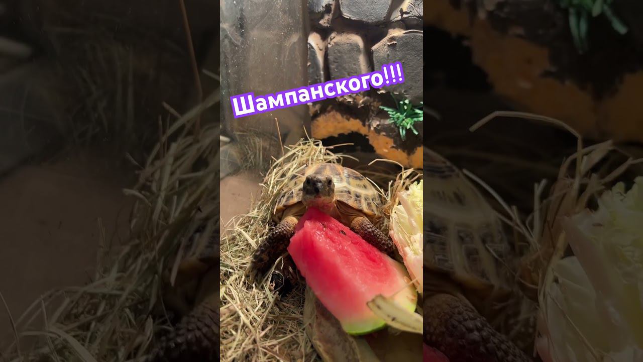 Шампанского! #москва #shortvideo #shorts #черепаха #едадома #пятница #арбуз #шампанское #зверьёмоё