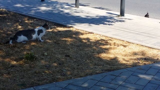 Кошка на охоте смотреть онлайн