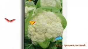 Капуста цветная Мовир 74 (movir 74 movir 74) ? Мовир 74 обзор: как сажать, семена капусты Мовир 74