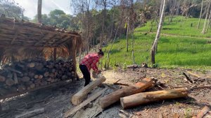 Harvesting Chicken (rooster) Goes to market sell, build kitchen retaining wall | Hoang Huong