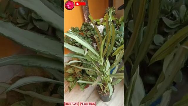 CUTLASS AGLAONEMA needs a big pot now? (short_video)