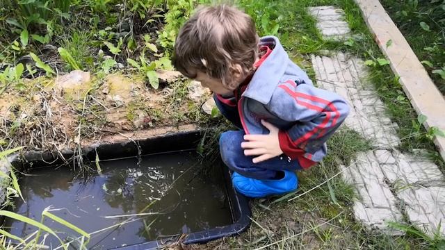 Видео для детей. Насекомые. Муравьи, водомерки, червяки. Гуляем по даче с ребенком. смотреть онлайн
