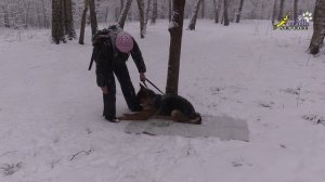 Использование команды обход, для отработки команды место, дрессировка немецкой овчарки