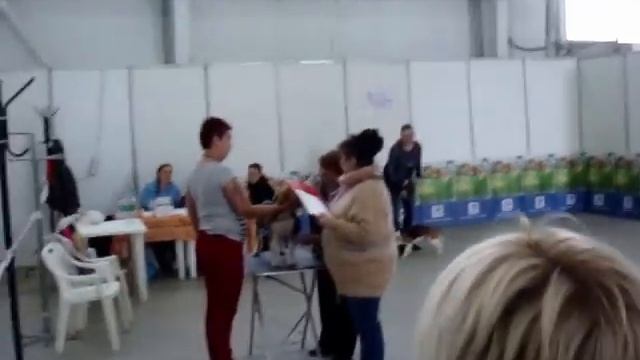 Бигль, выставка, Набережные Челны 13 мая 2017 смотреть онлайн