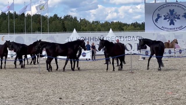 восемь вороных лошадей русской верховой породы