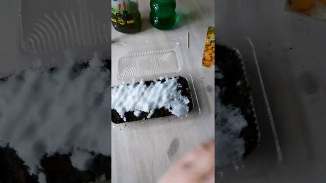 Посев земляники на рассаду (стратификация) смотреть онлайн