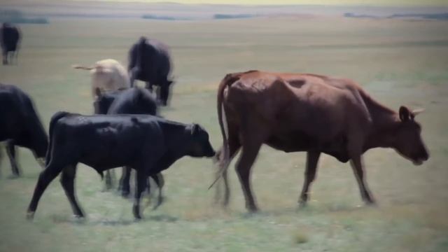 АБЕРДИН-АНГУС зоти хусусиятлари смотреть онлайн