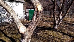 Обзор опрыскивателя Жук и весенняя обработка яблонь от болезней