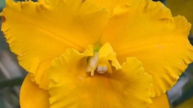 Ответы на вопросы .много информации по цветам, по вопросам доставок, работы сайта и т. д. смотреть онлайн