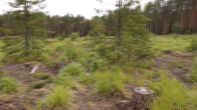 Рубка леса - первый этап лесовосстановления