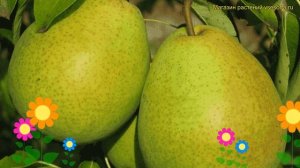 Груша обыкновенная Августовкая Роса. Краткий обзор, описание характеристик pyrus communis