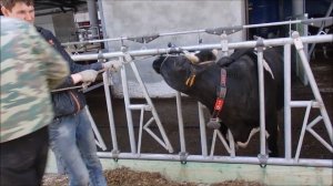 Обрезка рогов в ООО "Ямовский"  Роботизированная ферма.