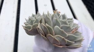 Echeveria Fleur Blanc