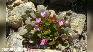 Рокарий в ландшафтном дизайне: интересные идеи