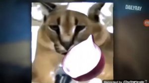 нашол песню шлёпы