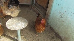 Наши курицы породы Кучинская Юбилейная