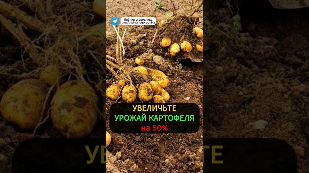 Как повысить урожайность картофеля на 50% без подкормок и обработки #овощи #огород #картошка #урожай