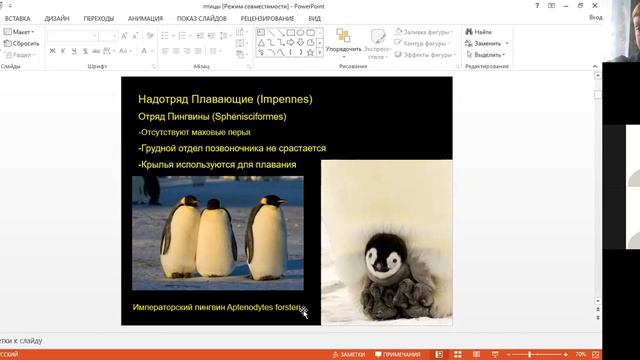 Урок биологии, 7 класс. Птицы (часть 2) смотреть онлайн